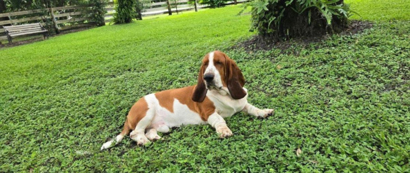 baset-basset-hound-big-0