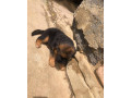 predam-steniatka-krizenec-belgickeho-ovciaka-mix-nemecky-ovc-small-1