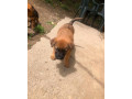predam-steniatka-krizenec-belgickeho-ovciaka-mix-nemecky-ovc-small-4