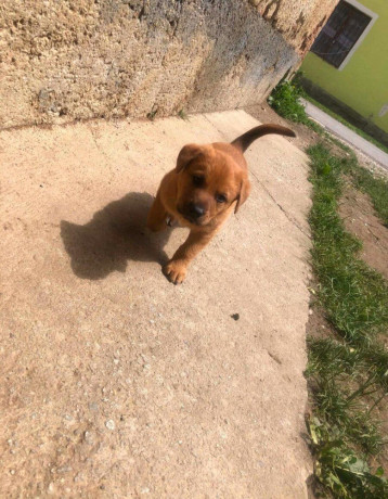predam-steniatka-krizenec-belgickeho-ovciaka-mix-nemecky-ovc-big-0