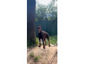 doberman-s-pp-small-0