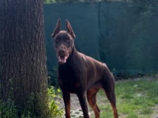 doberman-s-pp
