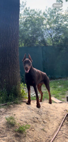 doberman-s-pp-big-0