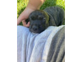 steniatko-pitbul-x-staford-small-3