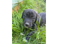 steniatko-pitbul-x-staford-small-2