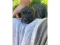 steniatko-pitbul-x-staford-small-4