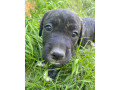 steniatko-pitbul-x-staford-small-1