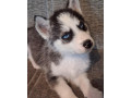 sibirsky-husky-small-1