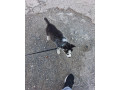 sibirsky-husky-small-0