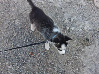 sibirsky-husky