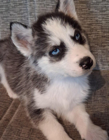 sibirsky-husky-big-1