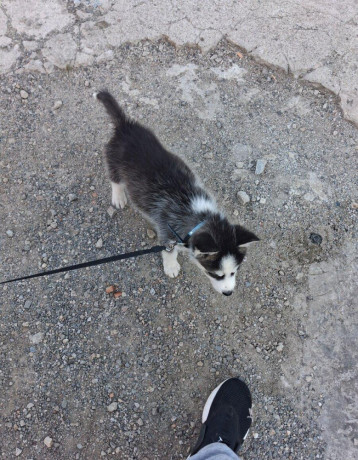 sibirsky-husky-big-0