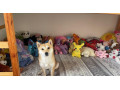 darujem-psa-fenka-shiba-inu-small-1
