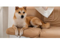 darujem-psa-fenka-shiba-inu-small-0
