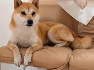darujem-psa-fenka-shiba-inu