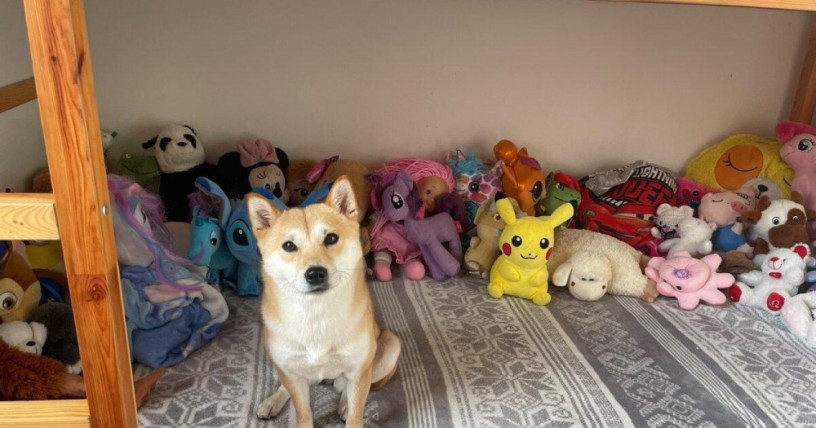 darujem-psa-fenka-shiba-inu-big-1