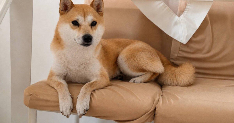 darujem-psa-fenka-shiba-inu-big-0