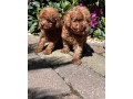 pudel-toy-small-4