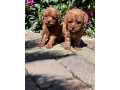 pudel-toy-small-3