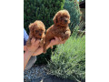 pudel-toy-small-2