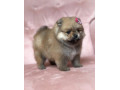 pomeranian-fenecka-small-1