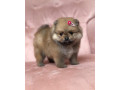pomeranian-fenecka-small-0