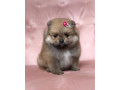 pomeranian-fenecka-small-2