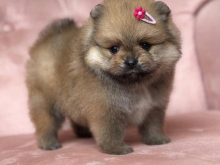 pomeranian-fenecka