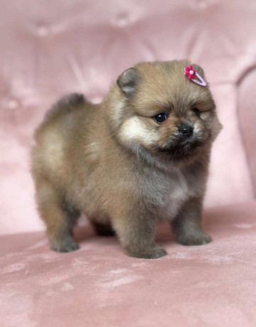 pomeranian-fenecka-big-1