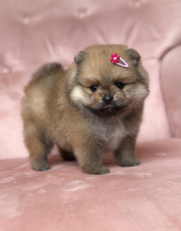 pomeranian-fenecka-big-0