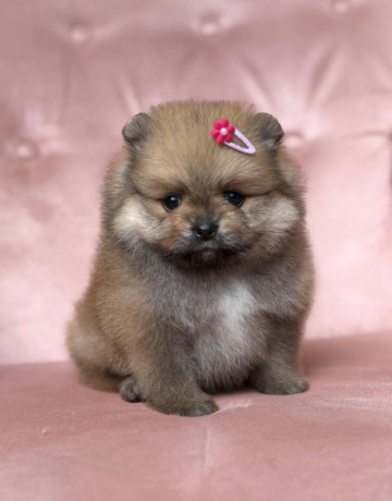 pomeranian-fenecka-big-2