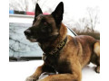 nemecky-ovciak-belgicky-ovciak-malinois-small-0