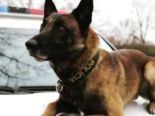 nemecky-ovciak-belgicky-ovciak-malinois