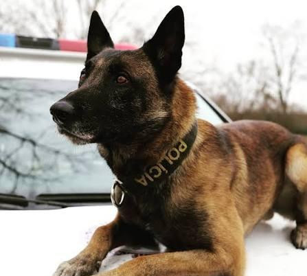 nemecky-ovciak-belgicky-ovciak-malinois-big-0
