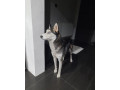 darujem-husky-small-0