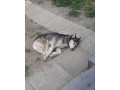 darujem-husky-small-1