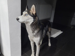 darujem-husky