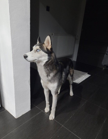 darujem-husky-big-0