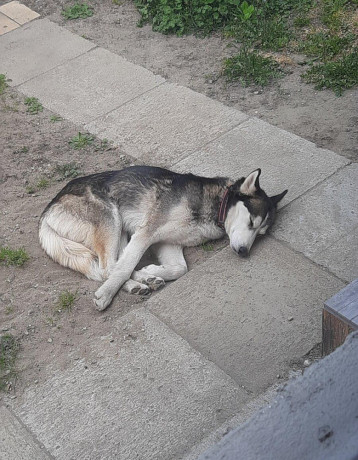 darujem-husky-big-1