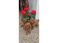 pudel-trpaslici-small-1