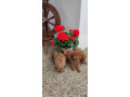 pudel-trpaslici-small-3