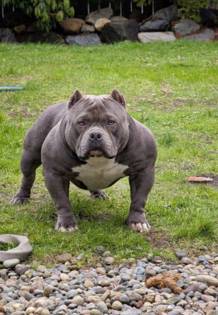 american-bully-kupim-big-0