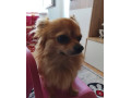 predam-civavu-dlhosrstu-small-1
