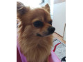 predam-civavu-dlhosrstu-small-0