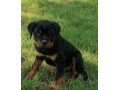 rottweiler-steniatka-small-3