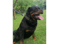 rottweiler-steniatka-small-2