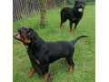 rottweiler-steniatka-small-1