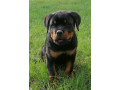 rottweiler-steniatka-small-4