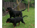 rottweiler-steniatka-small-0