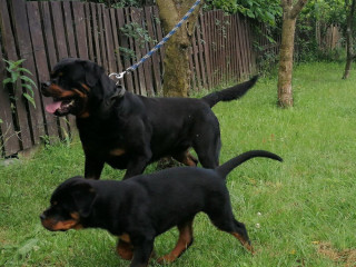 rottweiler-steniatka